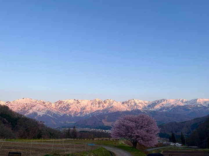北アルプスの山々と桜