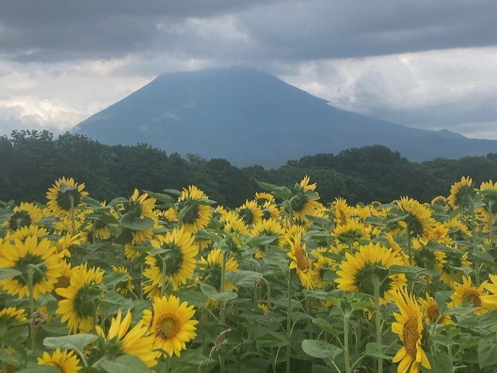 羊蹄山も見えました