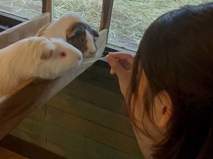 伊豆ぐらんぱる公園の中のふれあいコーナー