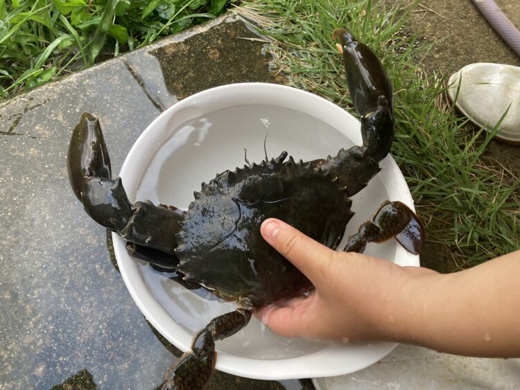 沖縄のガザミを獲って夕食に