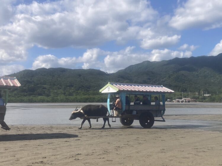 運行中の水牛車