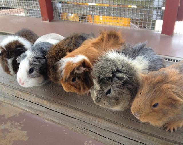 募集終了 動物 自然のchemistry 岐阜県 ひるがの高原の住み込み求人 リゾートバイト Net