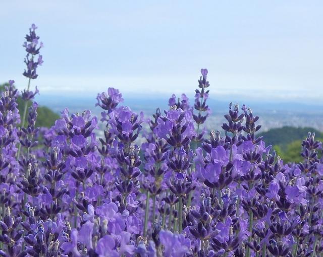 芦別温泉の住み込みリゾートバイト（ホテルの全般業務、フロント）の画像２