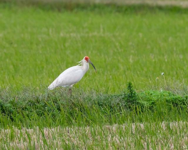 佐渡島の住み込みリゾートバイト（宿泊施設のサービス全般）の画像３