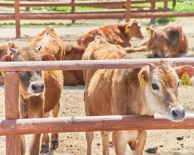 那須高原の住み込みリゾートバイト（ホテルのレストラン・フロントなど）のサブ画像１