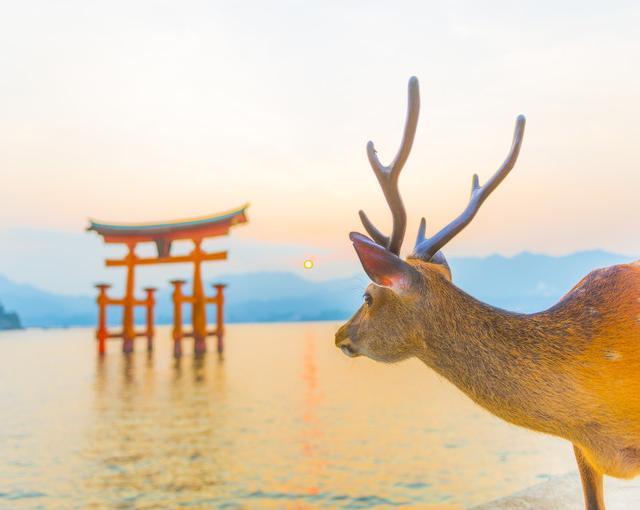 宮島の住み込みリゾートバイト（ホテルの全般業務）の画像２