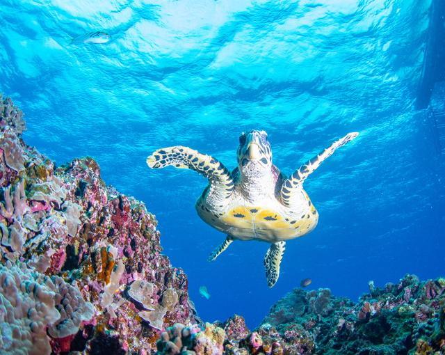 渡嘉敷島の住み込みリゾートバイト（ペンションのお仕事）の画像１