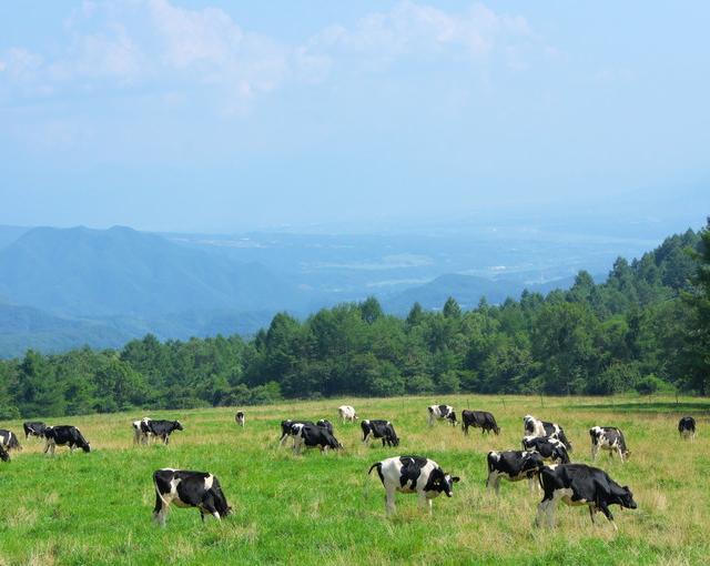 八ヶ岳の住み込みリゾートバイト（ホテルのレストラン業務など）の画像３