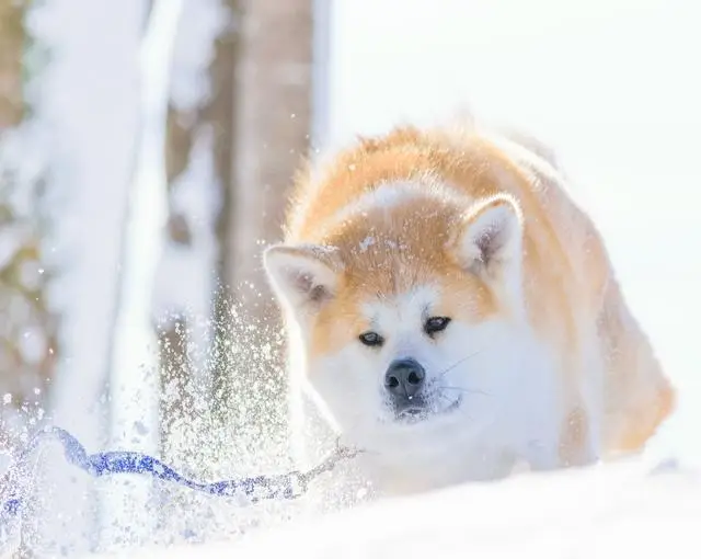 北軽井沢の住み込みスキー場バイト（ホテルのお仕事）の画像２