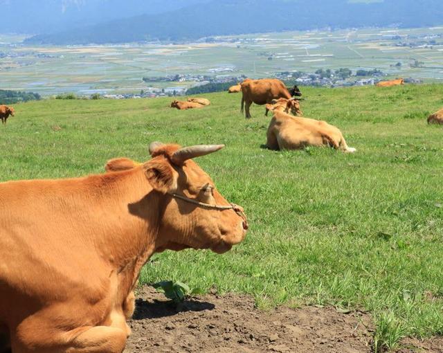 九重の住み込みリゾートバイト（ホテルの全般業務）の画像１