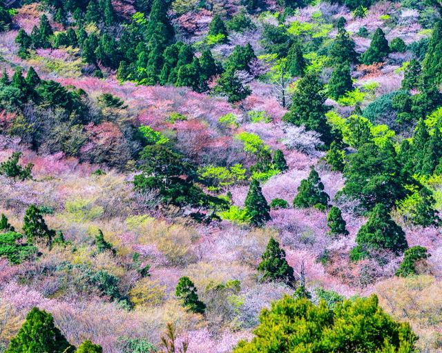 屋久島の住み込みリゾートバイト（ホテルのフロント・レストランなど）のサブ画像３