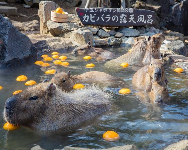 伊豆の住み込みリゾートバイト（テーマーパークでのお仕事）の画像３