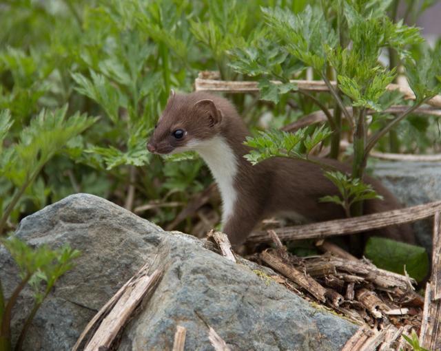 白馬の住み込みスキー場バイト（ホテルの全般業務、清掃など）の画像３