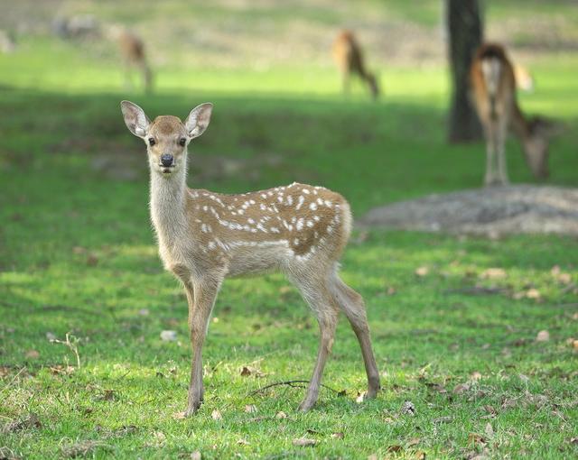 八ヶ岳の住み込みリゾートバイト（ホテルのレストランなど）の画像４