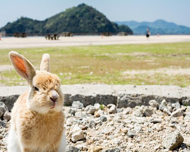 大久野島の住み込みリゾートバイト（ホテルのレストラン・フロントなど）の画像２