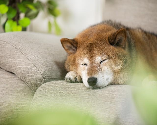 ごゆるりと