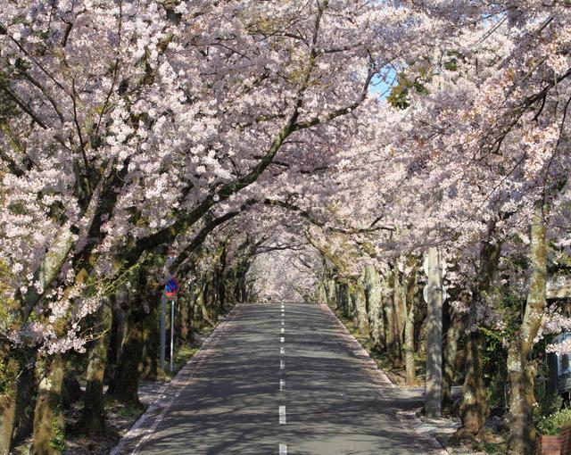 伊豆の住み込みリゾートバイト（ホテルの業務）の画像３