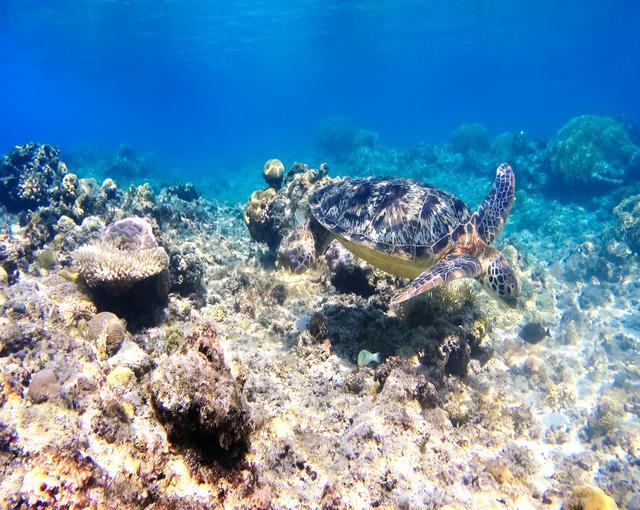 渡嘉敷島の住み込みリゾートバイト（ホテルのレストラン・調理補助のお仕事）の画像４