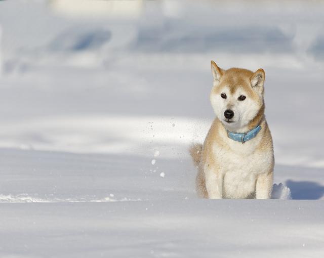 犬も喜ぶ白い雪
