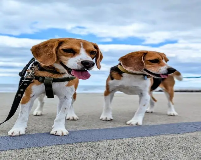 鳥羽の住み込みリゾートバイト（ホテルのレストラン、清掃業務など）のサブ画像２
