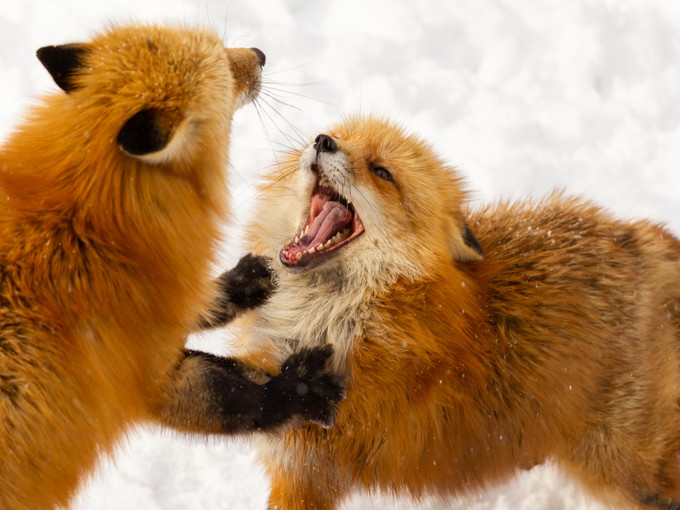 蔵王の住み込みスキー場バイト（スキー場のリフト・レストラン）の画像３