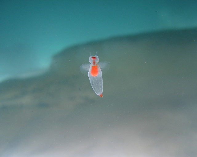 【ホテルのお仕事】