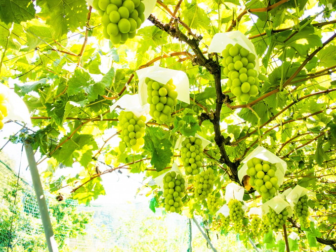 甲府の住み込みリゾートバイト（ホテルでのレストラン、フロントなど）の画像２