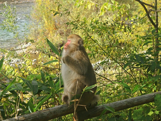 上高地の住み込みリゾートバイト（ホテルのお仕事）のサブ画像５