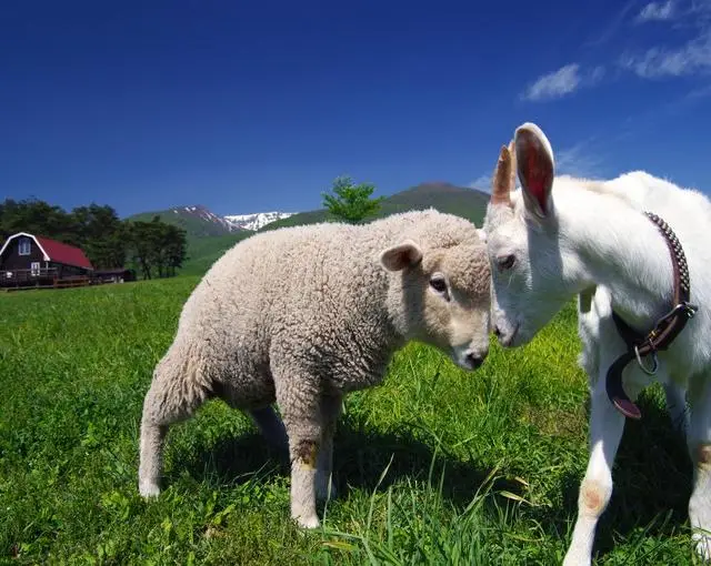 長野県/白樺高原の【牧場でレストラン・売店のお仕事】