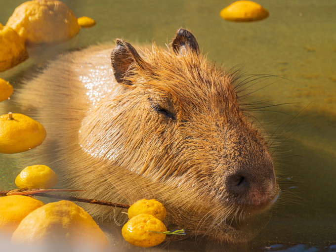 高野山の住み込みリゾートバイト（宿坊の調理、フロント）のサブ画像２