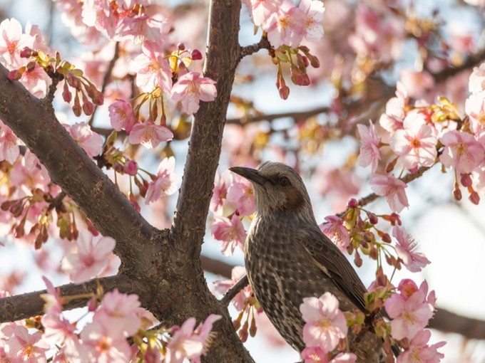 白樺湖の住み込みスキー場バイト（ホテルのレストラン、客室準備）の画像２