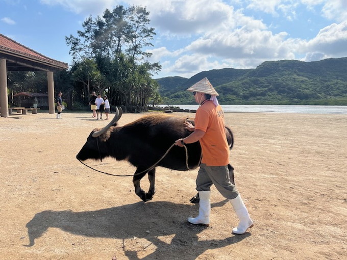 西表島の住み込みリゾートバイト（植物園の売店、レストランなど）の画像５