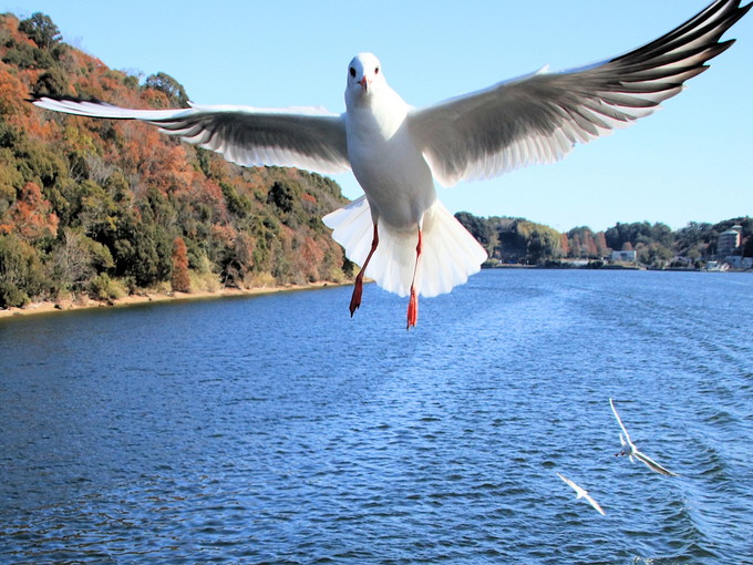 浜名湖の住み込みリゾートバイト（ホテルのレストラン、調理補助など）の画像４