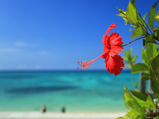 【ホテルのお仕事】