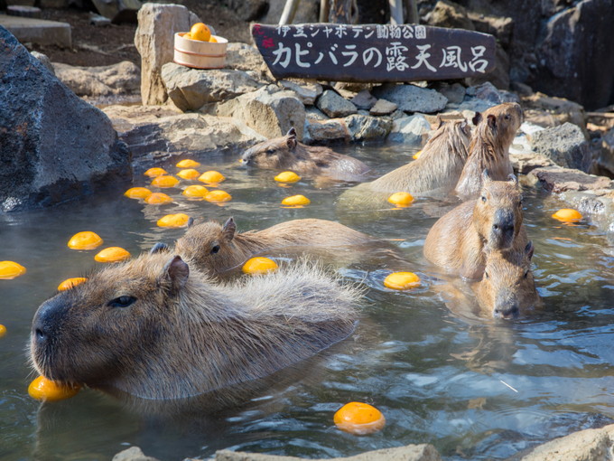 伊豆高原の住み込みリゾートバイト（ペンションの全般業務）のサブ画像３