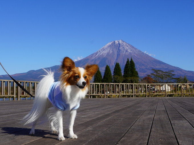 静岡県/富士の【ホテルのお仕事】