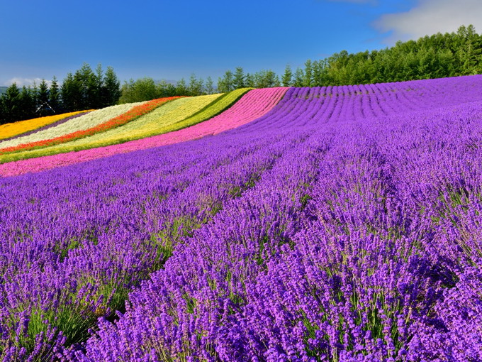 富良野の住み込みリゾートバイト（ホテルの調理スタッフ）の画像５