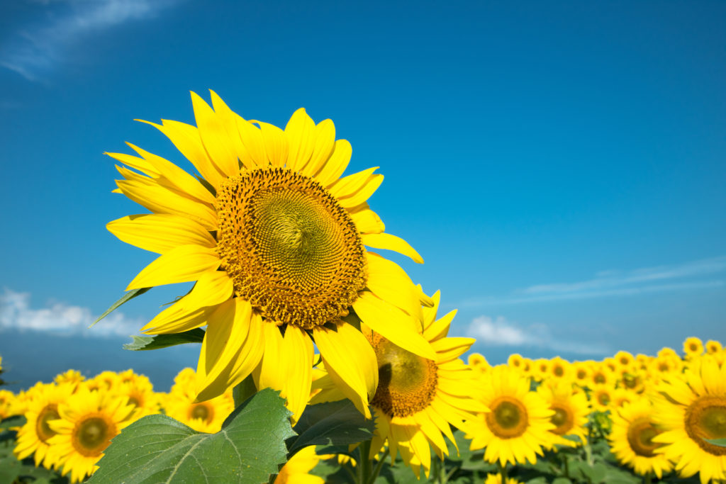 夏のリゾバライフ