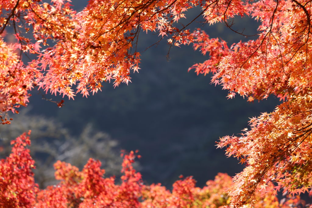 愛知県のリゾバ