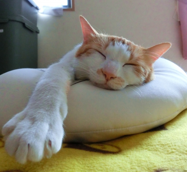 リゾートバイト昼寝猫